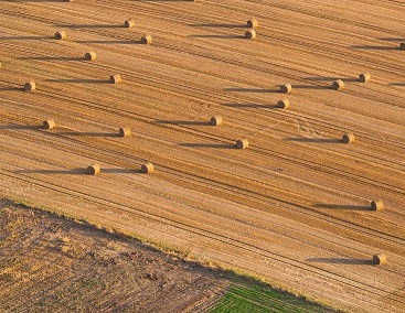 Campo cereales